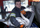 Stmk: Schwan mit Angelhaken im Hals in Kindberg von Feuerwehren gerettet
