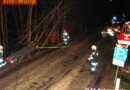 Oö: Pkw-Lenker entwurzelt bei Unfall mehrere Bäume