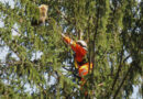 Oö: Katze nach fünf Tagen in Bad Goisern vom Baum geholt