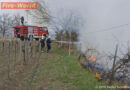 Nö: Flächenbrand im Weingarten