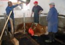 Oö: Junger Stier aus Zwangslage befreit