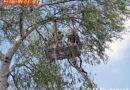 Nö: Großer Ast drohte abzustürzen