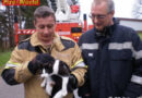 Stmk: Katze in Stiwoll mit Teleskopmastbühne vom Baum geholt