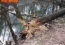 T: Biber fällt Baum und löst damit einen Böschungsbrand aus