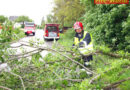 Bgld: Bäume stürzten in Forchtenau auf Straße -> Rasche Beseitigung