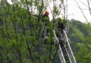 Oö: Katze nach mehreren Tagen von Baum gerettet