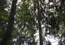 Stmk: Paragleiter abgestürzt und im Baum hängen geblieben