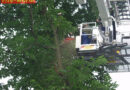 Bgld: Kastanienbaum auf Telefonleitung gefallen -> Neustift/Rosalia
