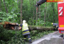 Oö: Baum auf Pkw gestürzt -> Vöcklabruck