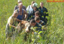 Ktn: Kalb in Hermagor aus Notsituation befreit