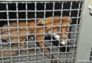 Bayern: Ein Fuchs im 7. Stock einer Baustelle -> Als Dank ein Biss