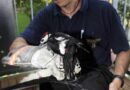 D: Buntspecht verfing sich im Katzennetz