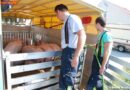 Nö: Schweine-Anhänger in Wiener Neudorf verunfallt