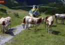 Nö: Mann beim Wandern von Kühen niedergetrampelt