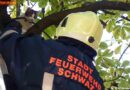 T: Klassischer Feuerwehreinsatz – Katze im Baum