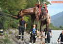 Tirol: Rettung eines Pferdes aus dem Inn bei Silz