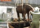 Sbg: Tierrettung -> Pferd stürzte in Jauchegrube
