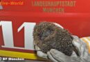 D: Igel auf Abwegen