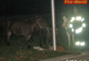 Ktn: Einfangen von Ponys in Ferlach