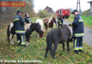Nö: Tierrettung in Kaltenleutgeben – Feuerwehr fängt entlaufene Pferde ein