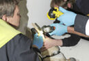 Bayern: Feuerwehr München befreit Hund von klemmenden Röhrenknochen