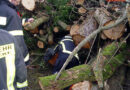 Deutschland: Feuerwehr rettete Jack Russel Terrier aus Holzstapel