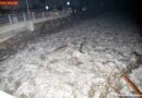 Nö: Eisstoß am Kremsfluss