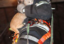 Oö: Feuerwehr holt Katze von 8 m hochen Stadel-Dachgiebel