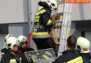 Nö: Katze klemmte in Laxenburger Wohnungsfenster fest