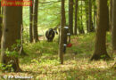 Oö: Tierischer Einsatz in Ohlsdorf -> Kühe entflohen