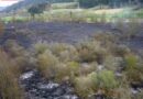 Stmk: 5.000m² Schilfgürtel bei Brand zerstört