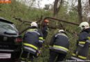 Oö: Feuerwehr entfernt ungestürzten Baum