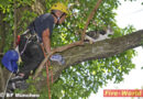 Bayern: Vermisste Katze im Baum in München