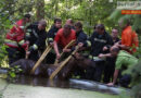 Oö: Pferd in Wels aus Wasserbecken gerettet