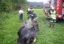 Oö: Feuerwehr verhindert Ausbreitung beim Brand eines Baumes
