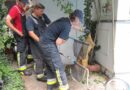 Nö: Schwierige Schlangenbergung in Mödling