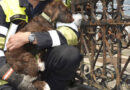 Bayern: Hund aus Gartentor in München befreit