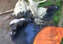 Nö: Zimmerbrand auf einem Pferdehof