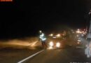 Stmk: Unfall endet für einen entlaufenen Esel tödlich