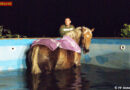 Stmk: Pferd stürzt in Swimmingpool – Tierrettung!