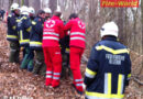 Nö: Forstunfall in Ollern -> Mann wird von Baum getroffen