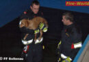 Nö: Feuerwehr in Sollenau holt abgängigen Hund aus leerem Pool
