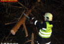 Bgld: Baum blockierte Straße