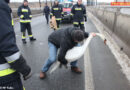 Nö: Feuerwehr rettet verletzten Schwan von Tullner Rosenbrücke