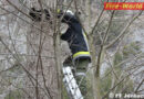 Tirol: Feuerwehr Jenbach holt Katze vom Baum