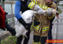 Tirol: Feuerwehren retten Schwan mit gebrochenem Flügel