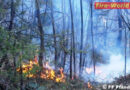 Oö: Sträucher- und Bäumebrand in Pfandl