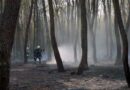 Bgld: Großbrand in Lutzmannsburg -> Vier Hektar Wald in Flammen