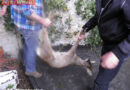 Nö: Tierrettung -> Reh am Dachboden