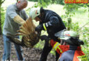 Deutschland: Feuerwehr befreit Greifvogel aus Zwangslage